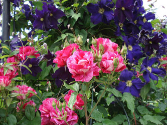 Therapiegarten-Pflanzen Historische Rose