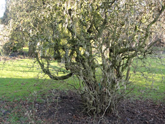 Therapiegarten-Pflanzen Korkenzieherhasel