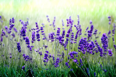Therapiegarten-Pflanzen Lavendel